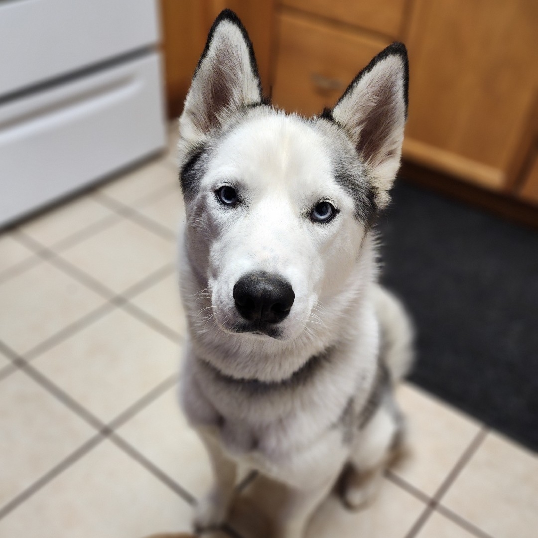 A picture of Chico, a 2 years 6 months old Other dog.