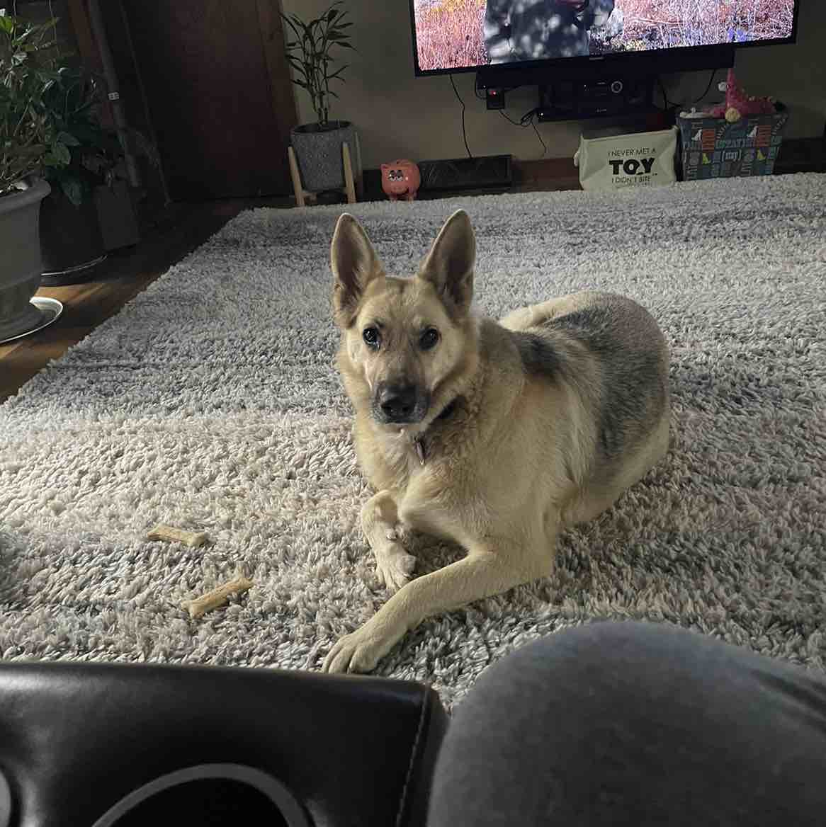 A picture of Grace, a 9 years 6 months old Other dog.