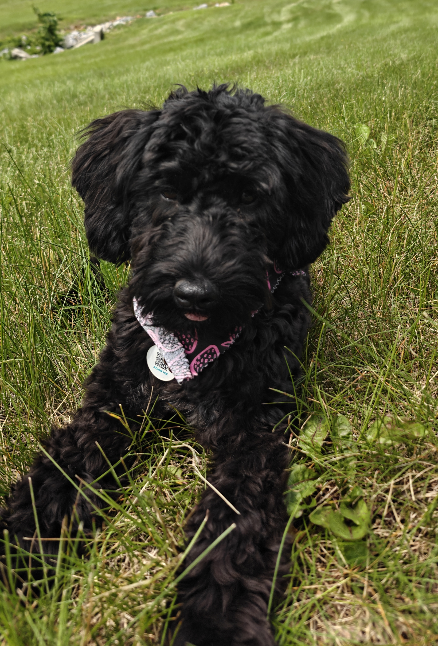 A picture of Shadow, a 7 months old Other dog.
