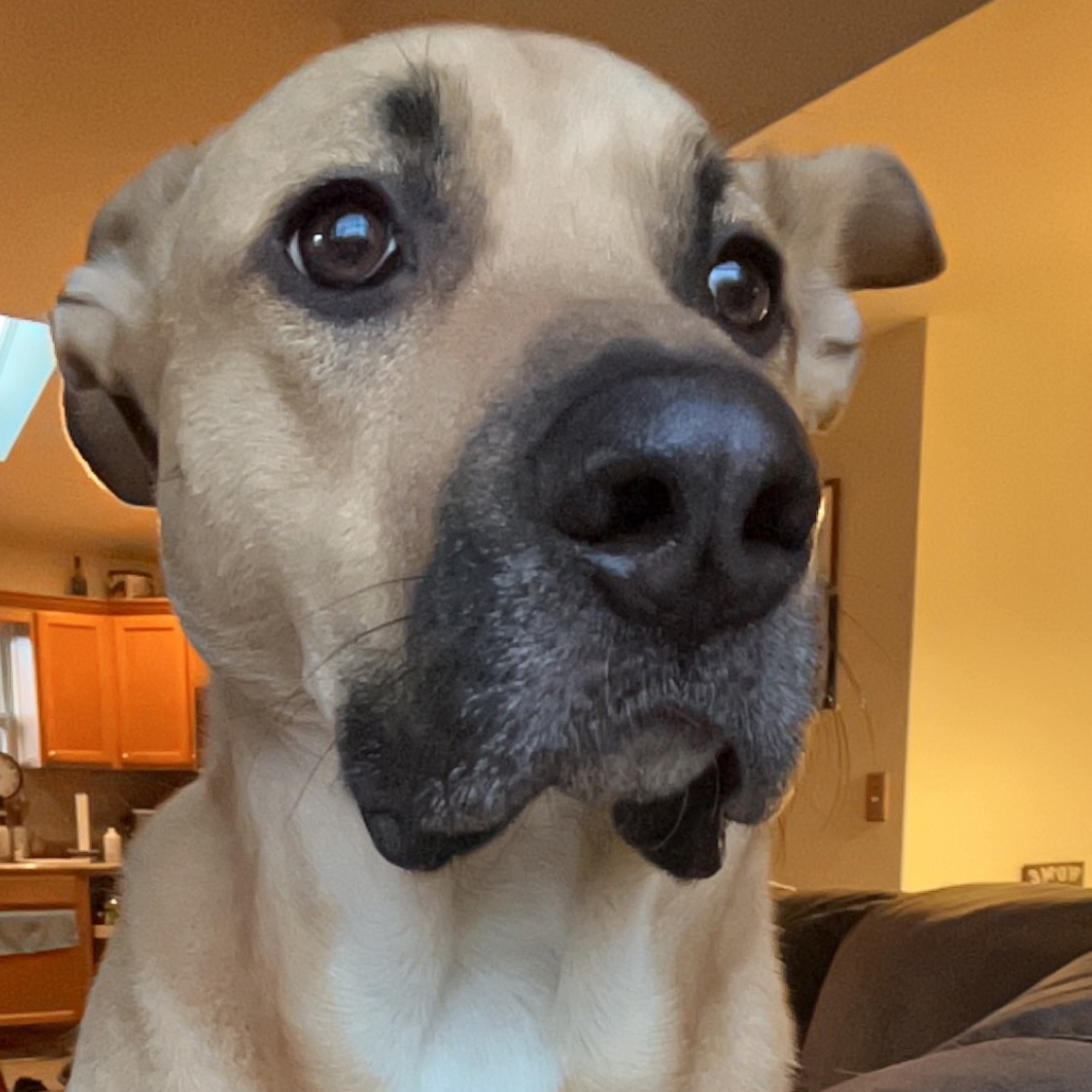 A picture of Tsunade, a 3 years 6 months old Other Mix dog.