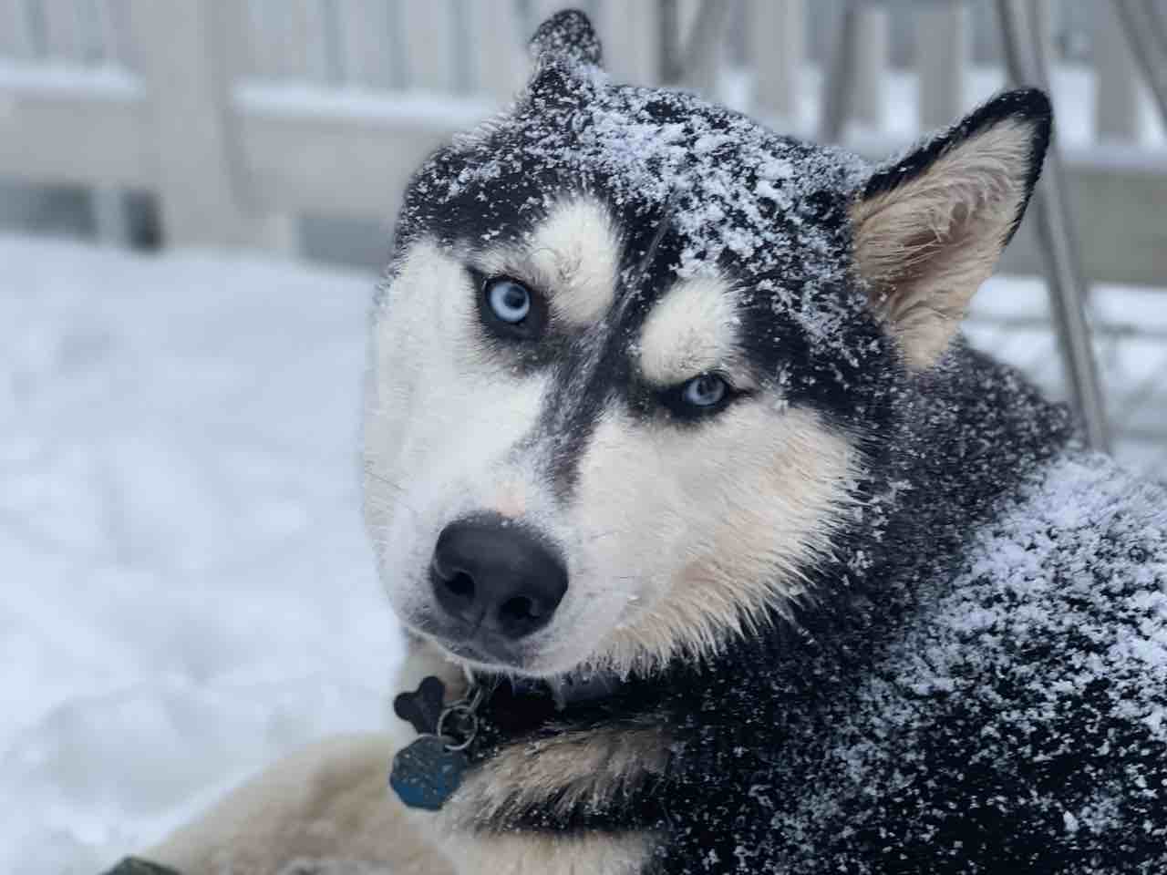 Husky Lupo Nero Occhi Azzurri