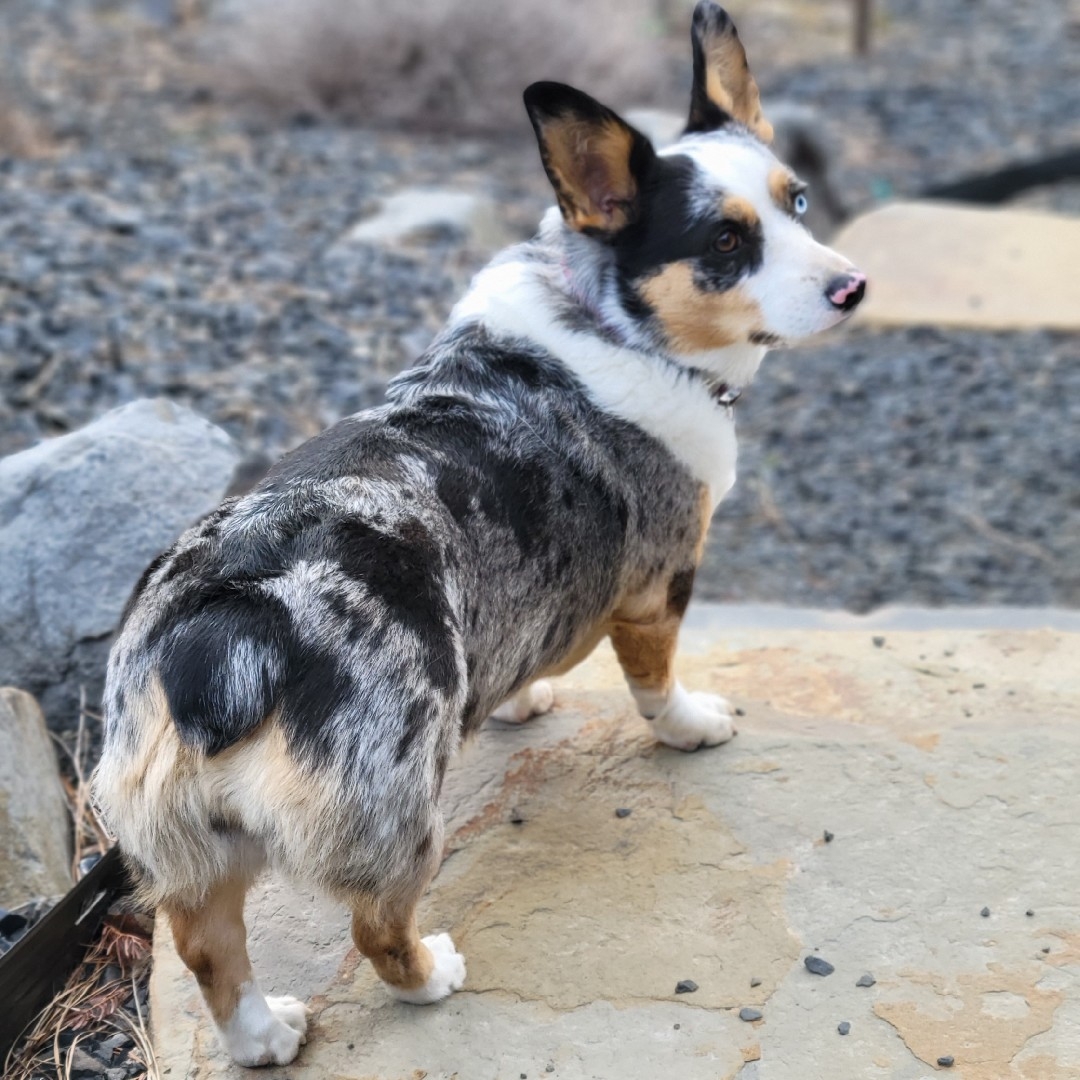 A picture of Lupa, a 6 years 3 months old Other Mix dog.