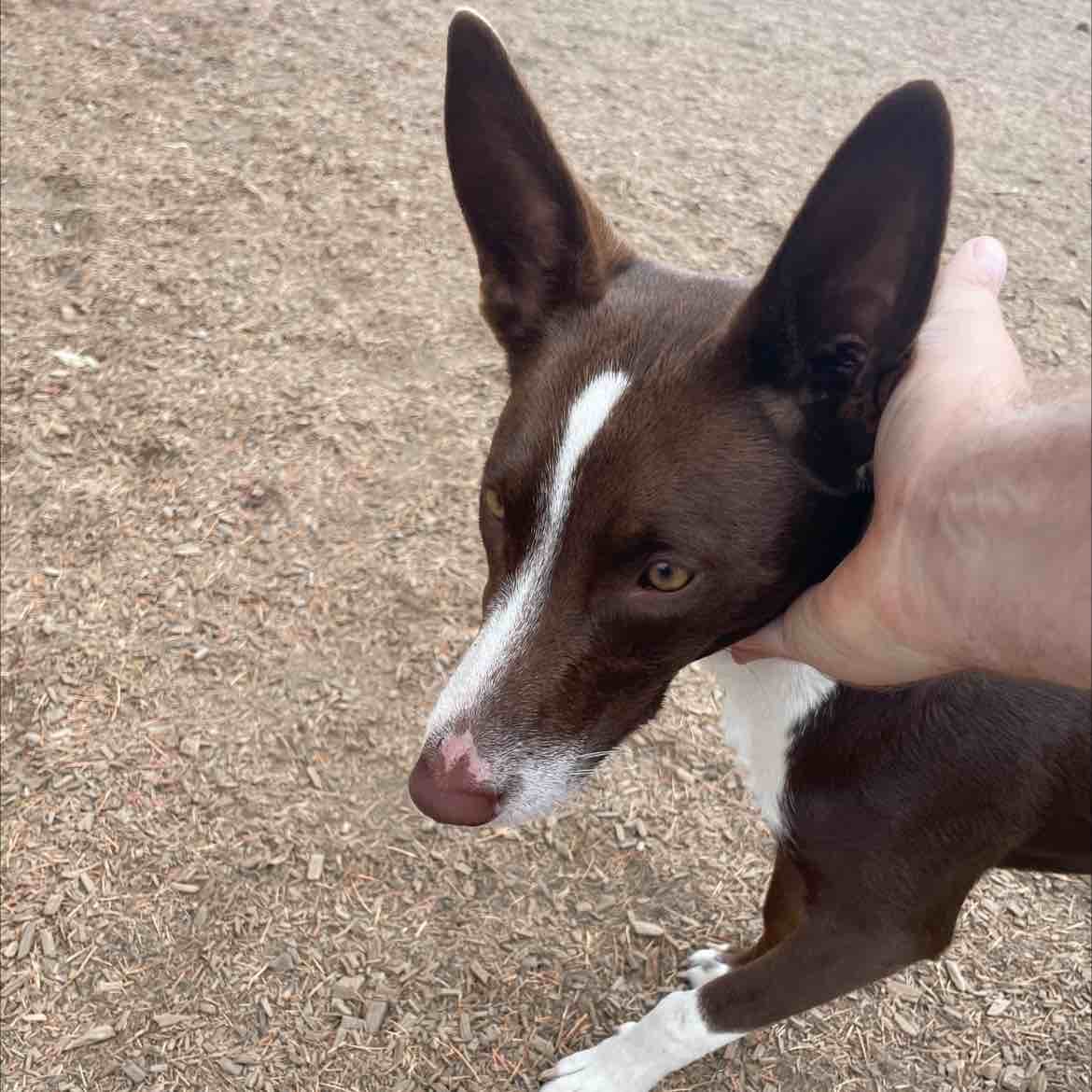 A picture of Freya, a 2 years 9 months old Other dog.