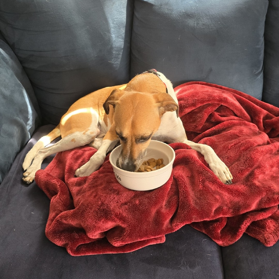 A picture of Darwin, a 5 years 9 months old Other Mix dog.