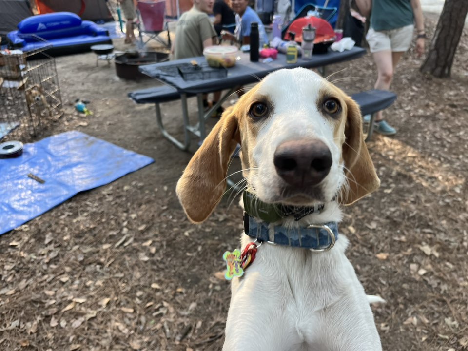 A picture of Sid Licious, a 1 year 4 months old Other Mix dog.