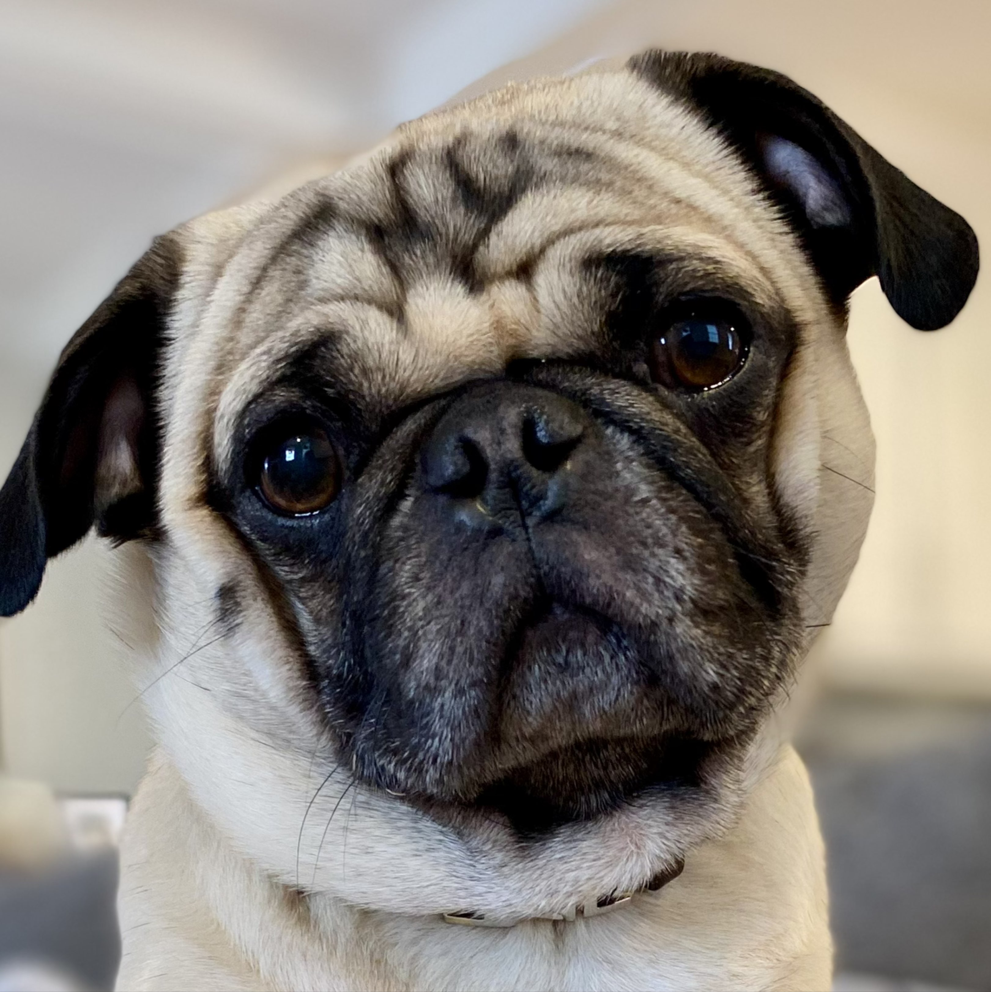 A picture of Baobao, a 3 years 8 months old Other dog.