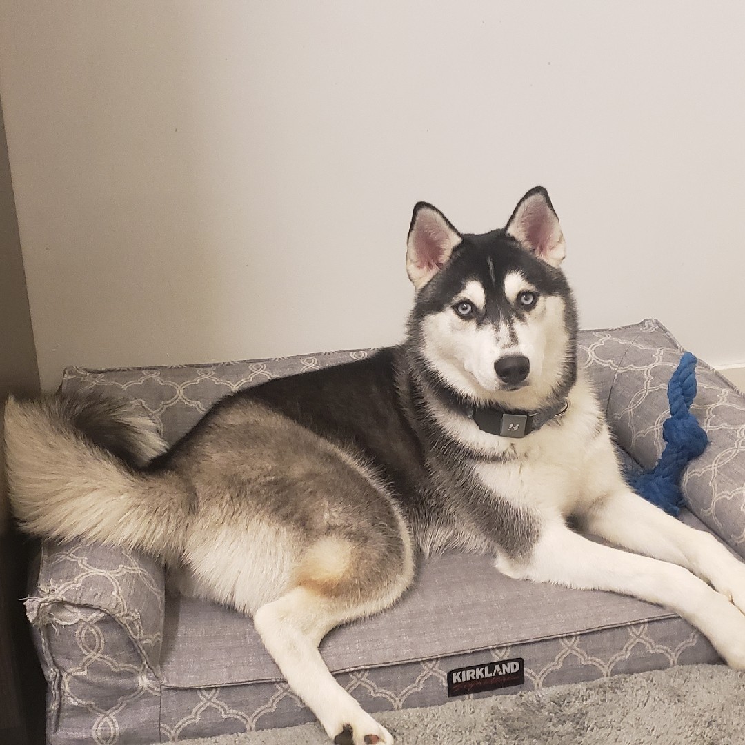 A picture of Niki, a 5 years 3 months old Other dog.
