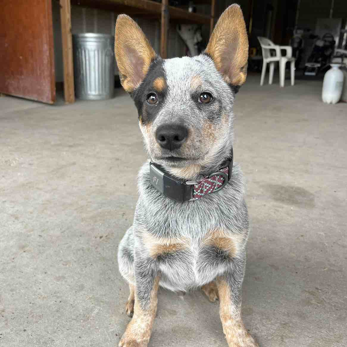A picture of Boog, a 2 years 11 months old Other dog.