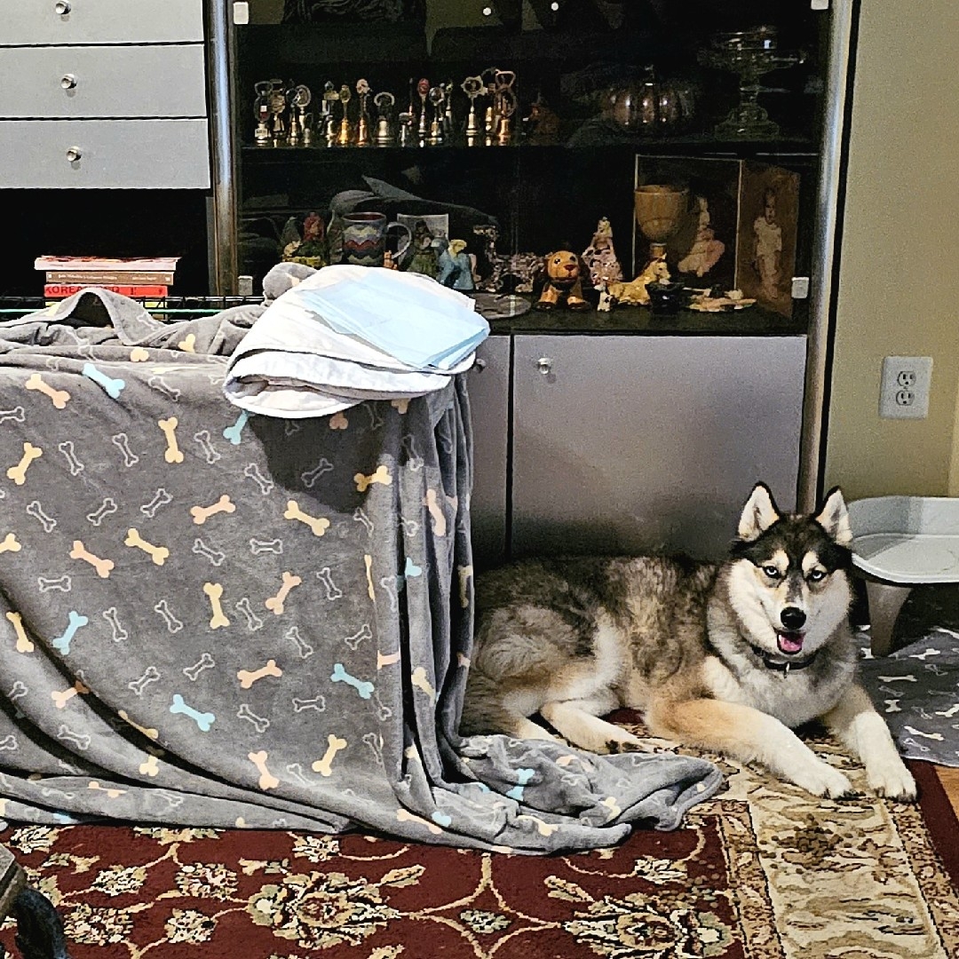 A picture of Aleutian Island 🏝, a 4 years 4 months old Other dog.
