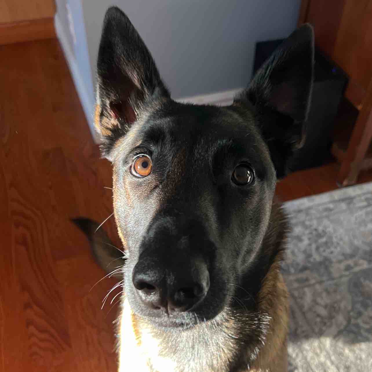 A picture of Rocky, a 3 years 2 months old Other dog.