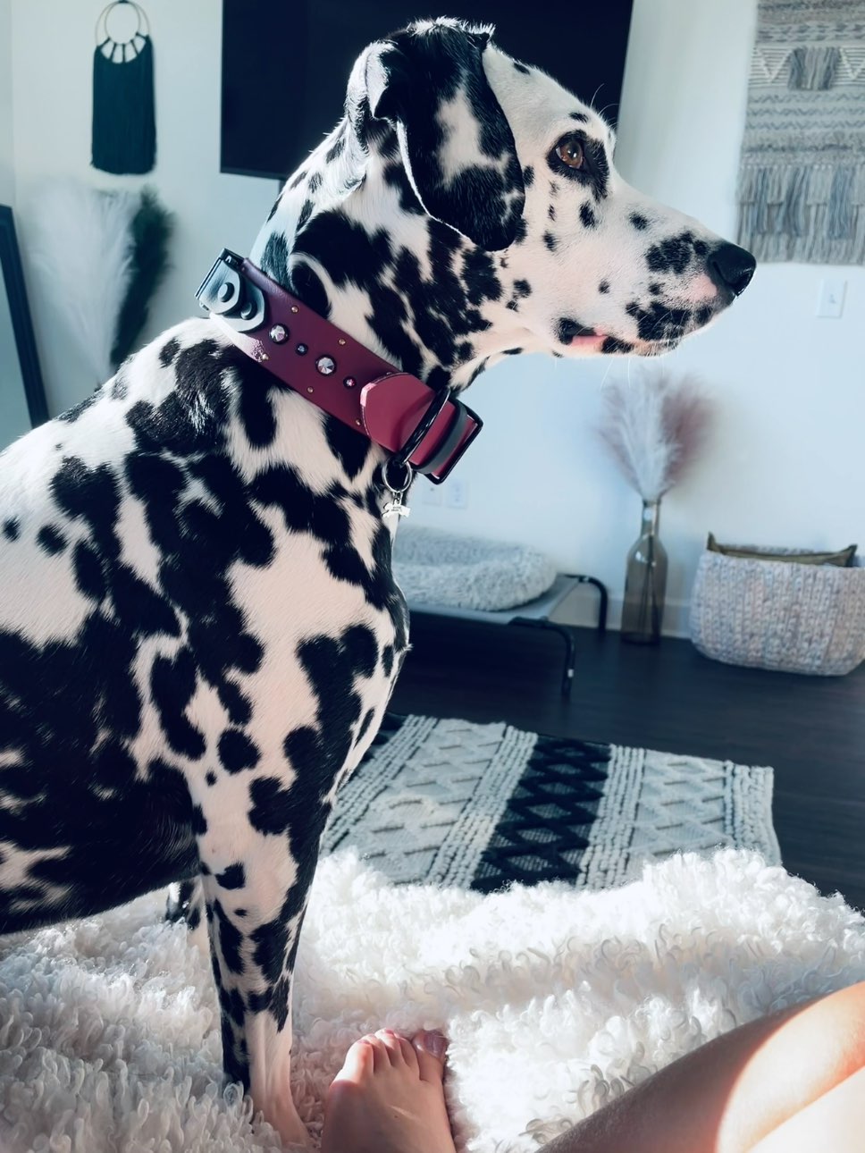 A picture of Poppy, a 4 years 10 months old Other dog.