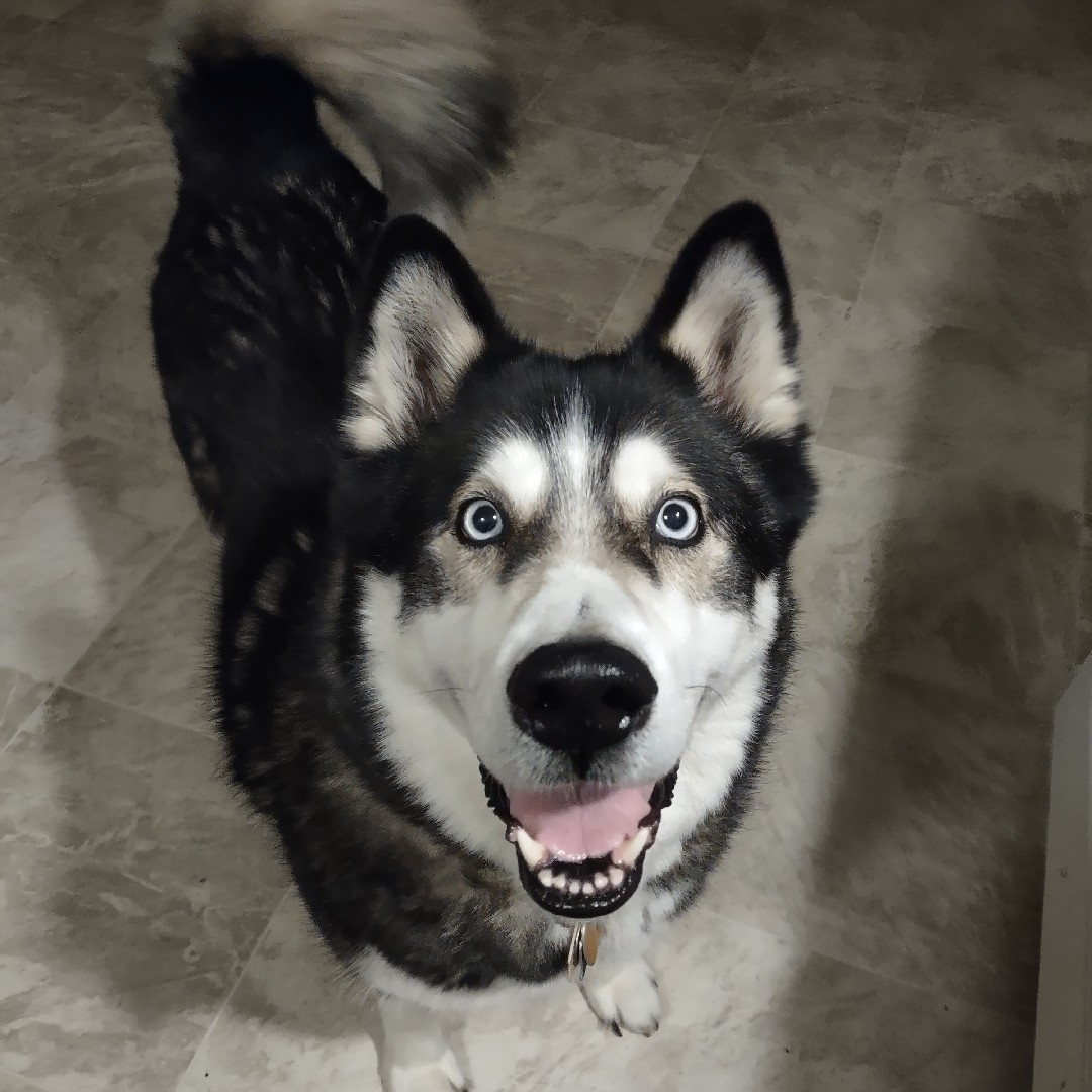 A picture of Akito, a 10 years 3 months old Other Mix dog.