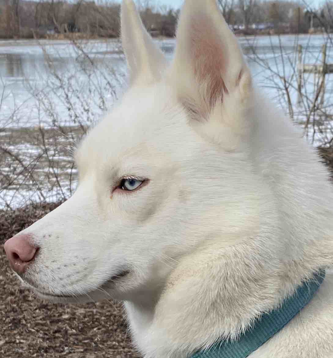 A picture of Zima, a 7 years 7 months old Other dog.