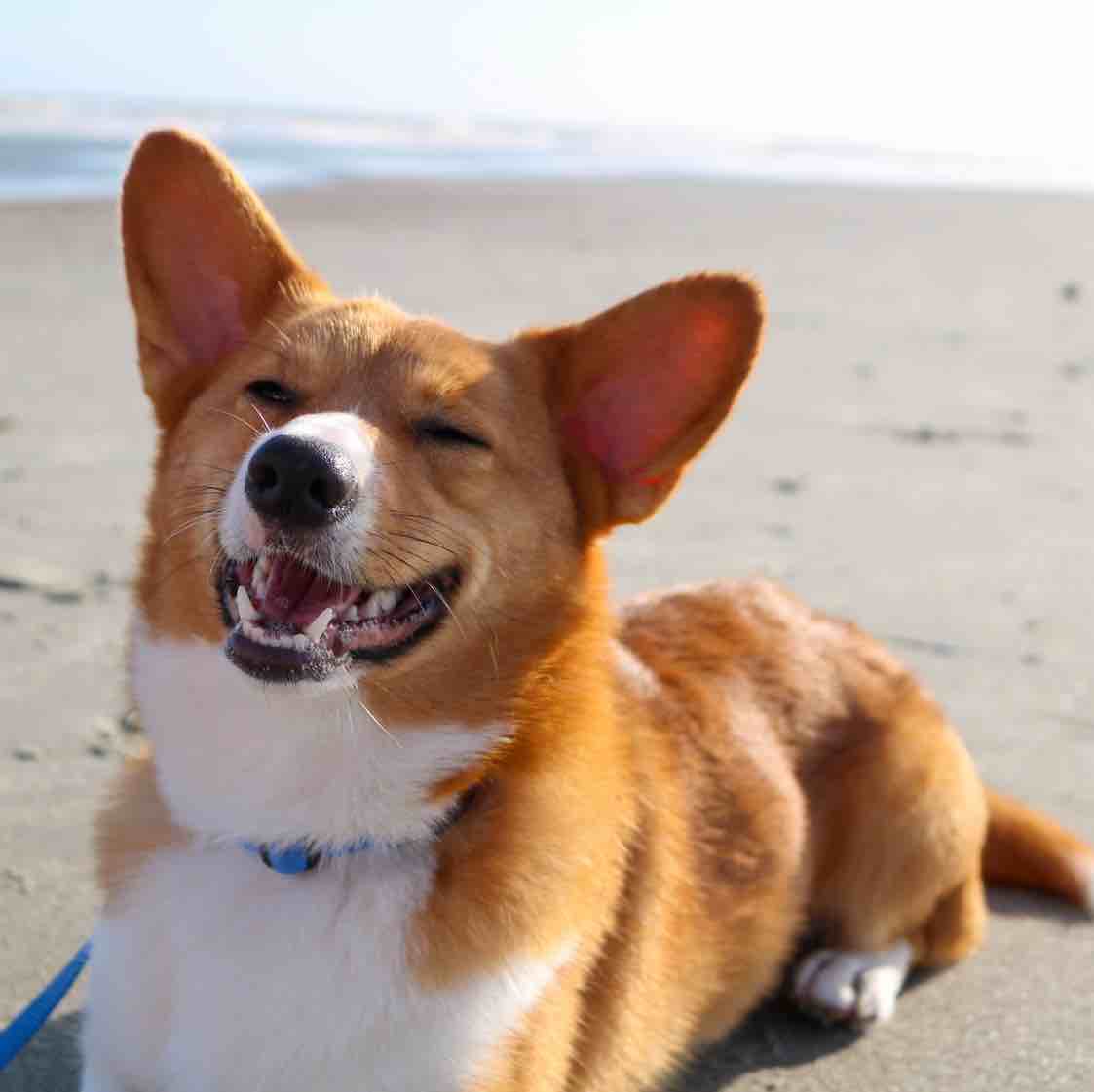 A picture of Bean, a 5 years old Other dog.