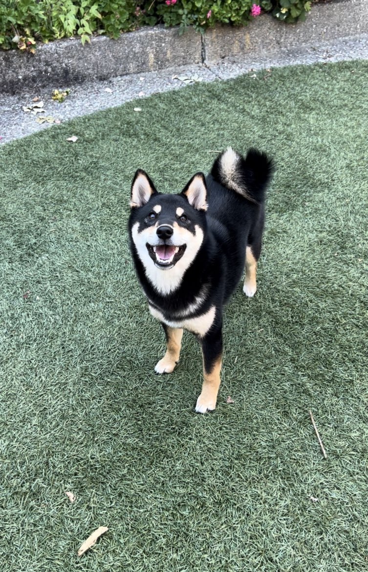 A picture of Hoshi, a 1 year 8 months old Other dog.