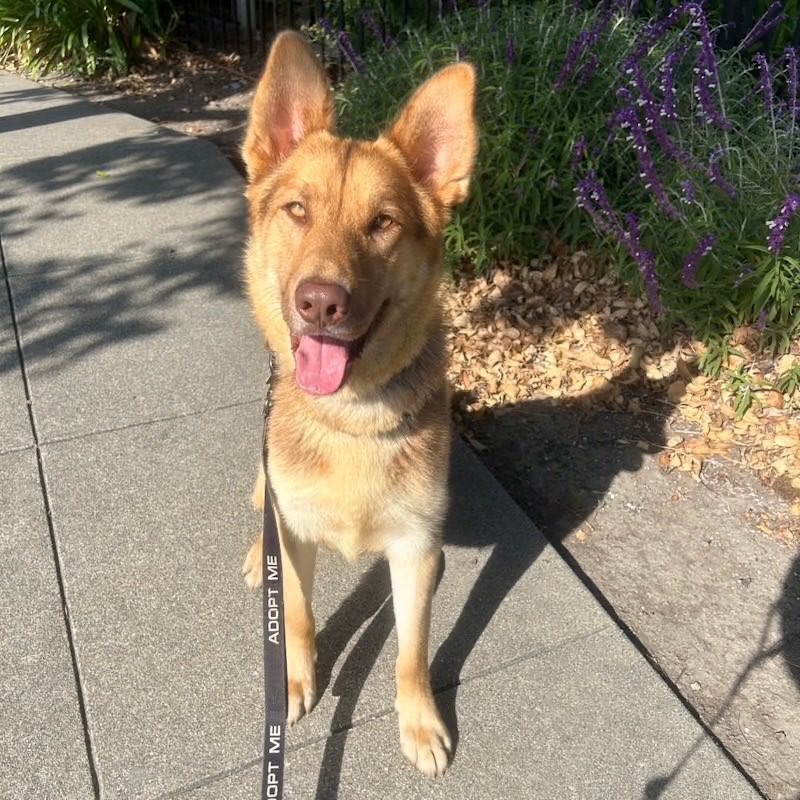 A picture of Oakley, a 2 years 8 months old Other Mix dog.