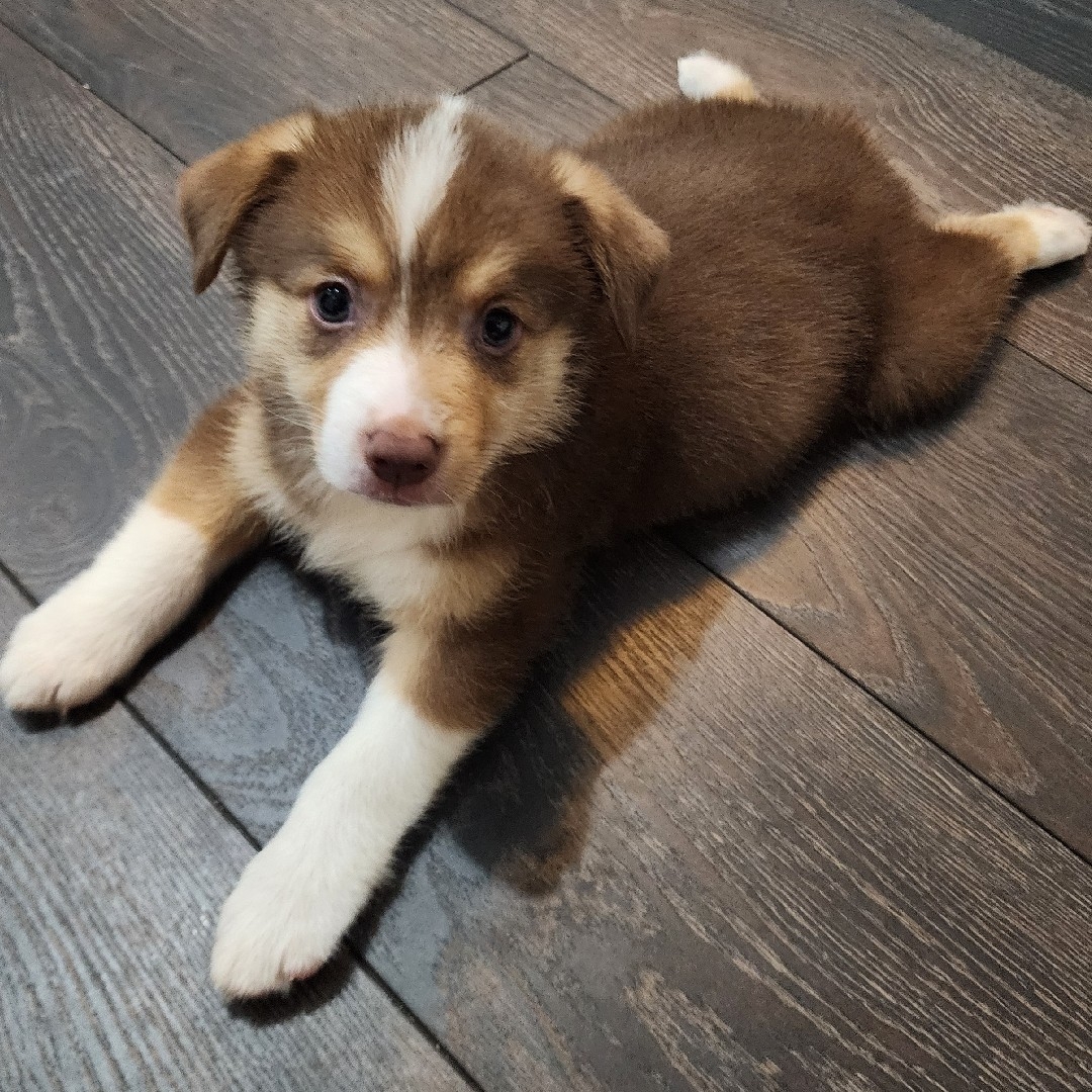 A picture of Nunu, a 1 year 5 months old Other Mix dog.