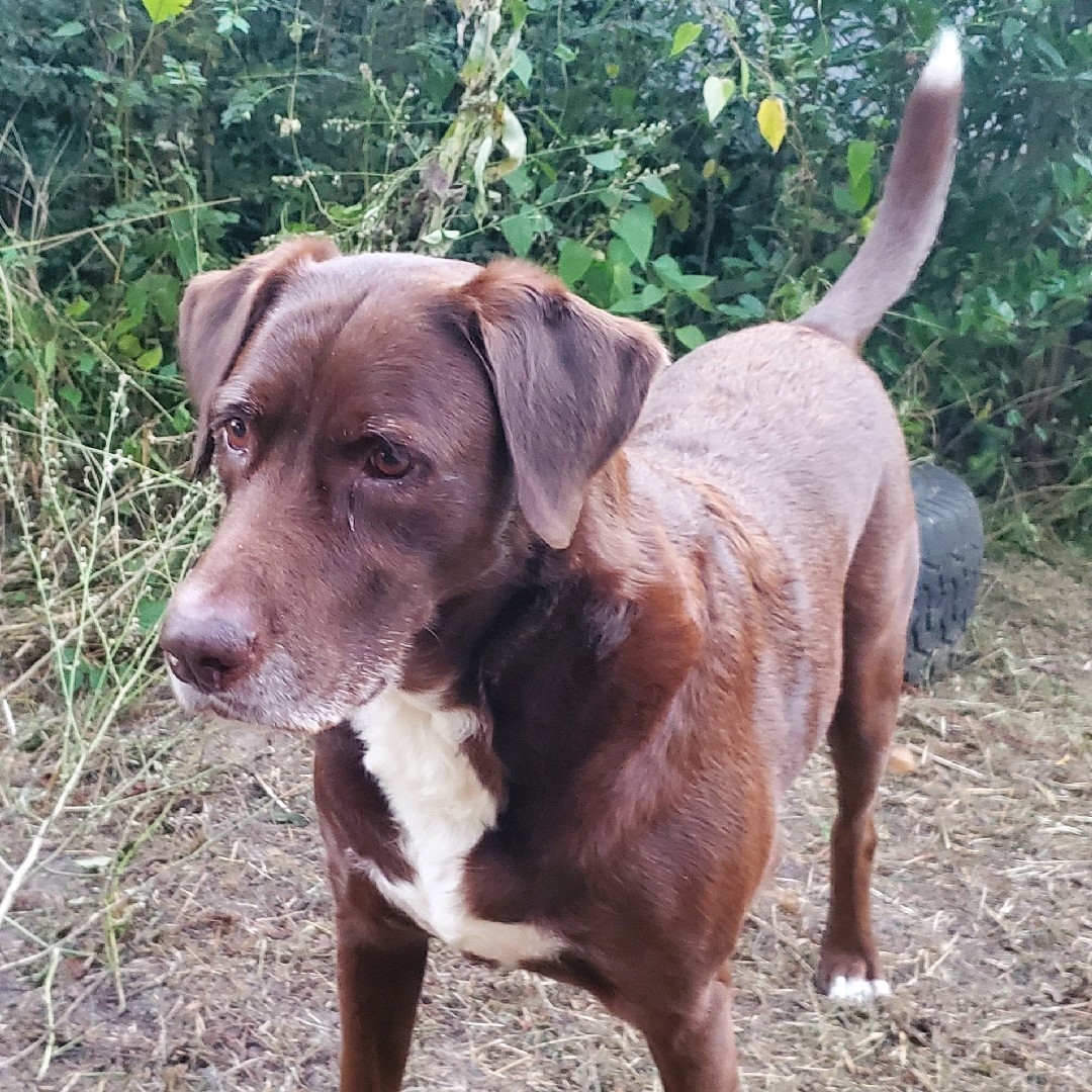 A picture of Lady Falcor, a 13 years old Other Mix dog.