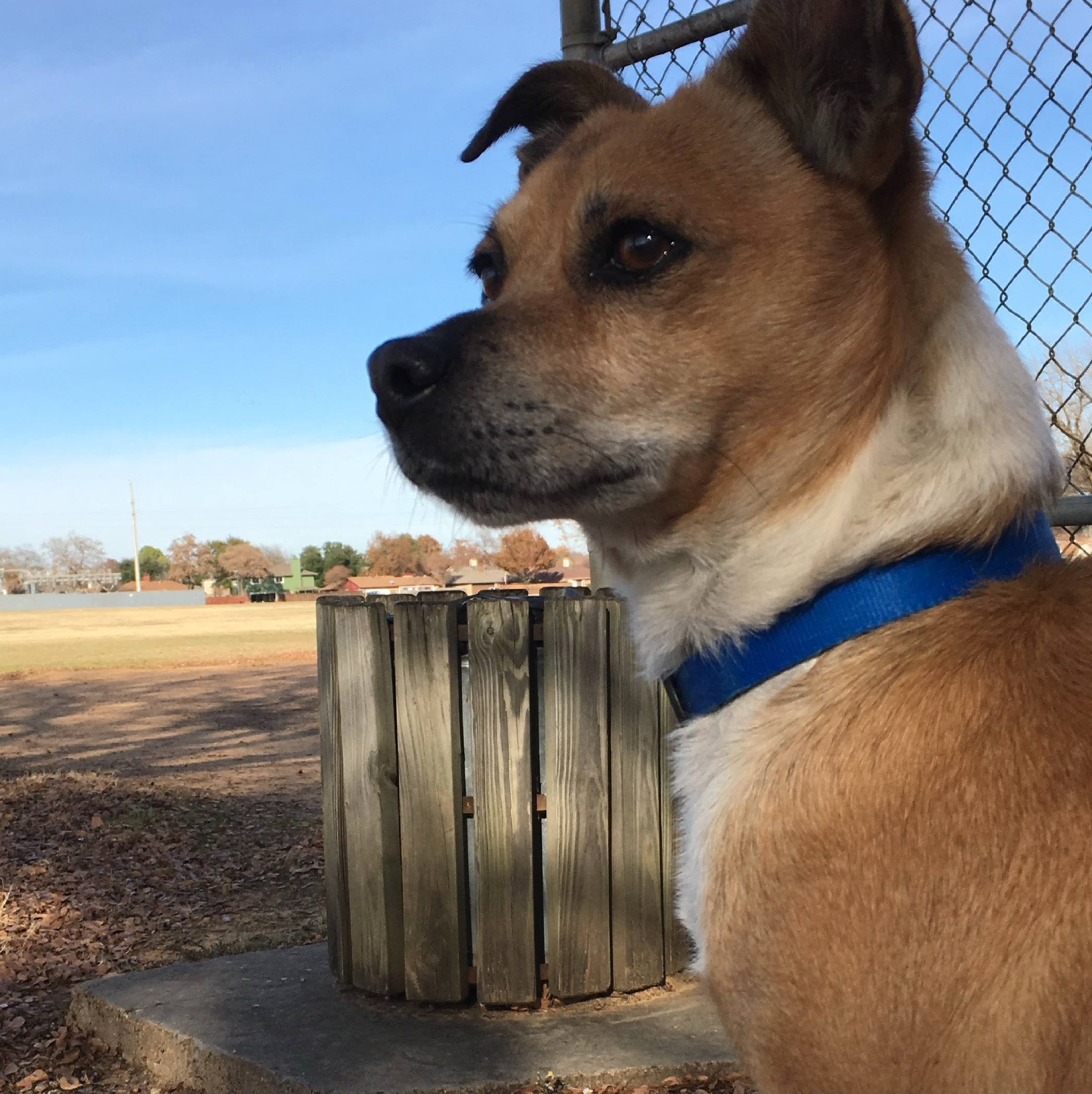 A picture of Chato, a 14 years 10 months old Other Mix dog.
