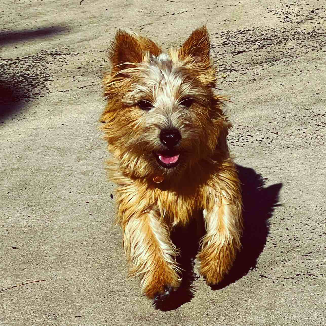 A picture of Chad Leat, a 3 years 3 months old Other dog.