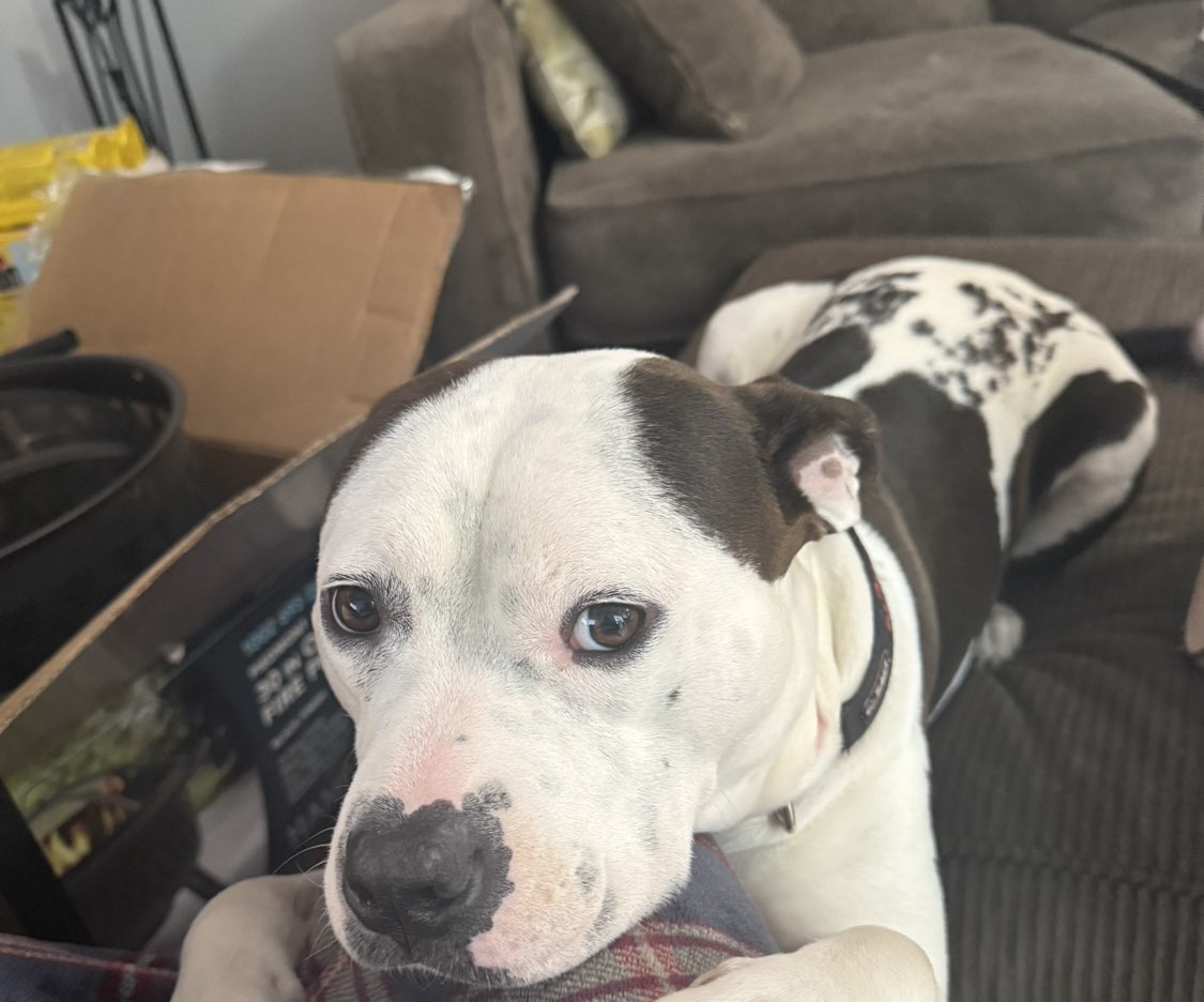 A picture of Bodhi Keen, a 3 years 5 months old Other Mix dog.