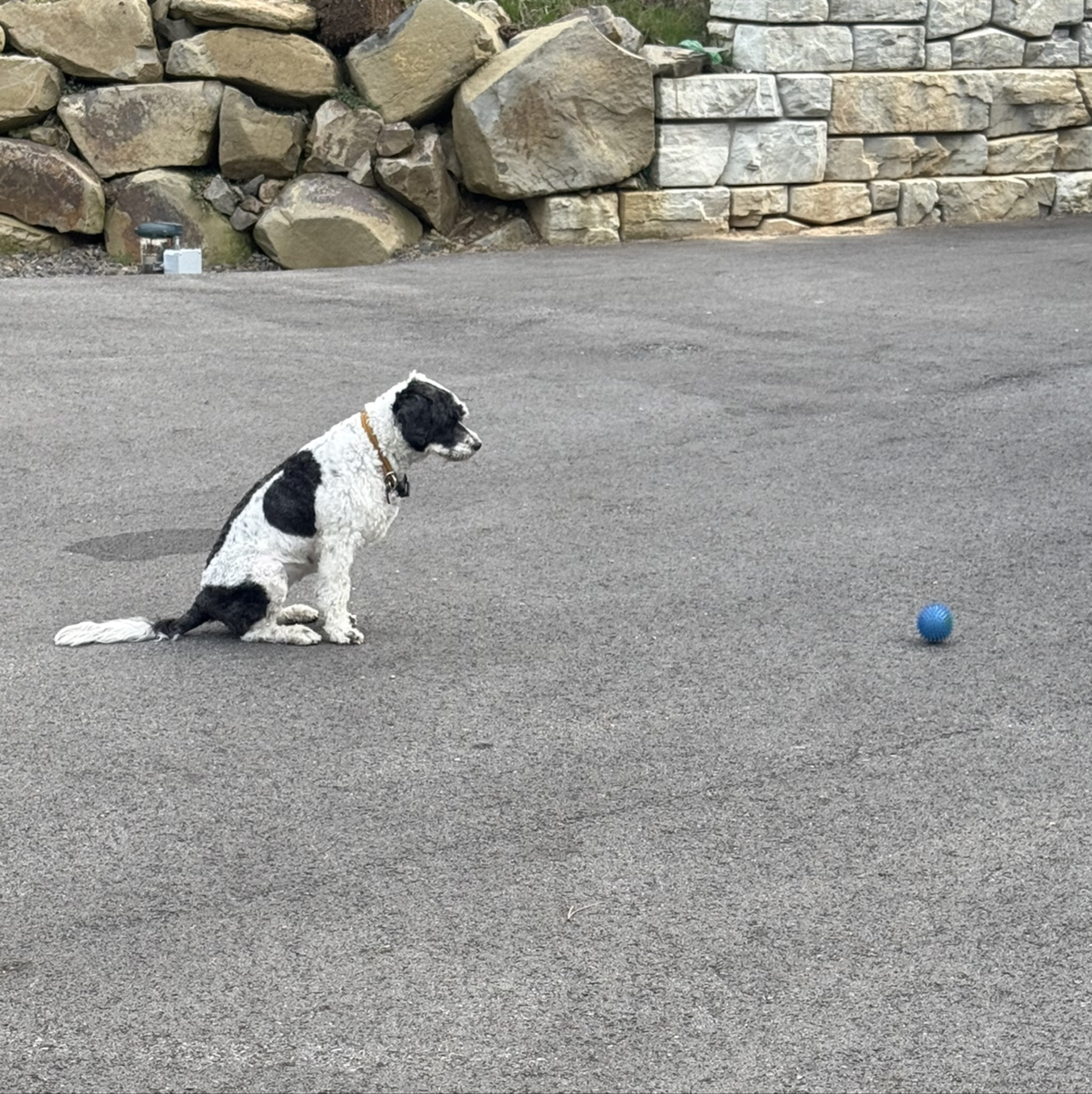 A picture of The Mudge, a 2 years 10 months old Other dog.