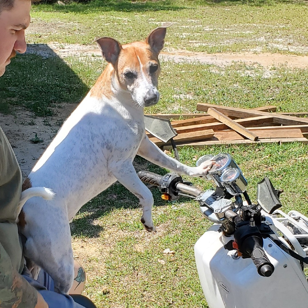 A picture of Elephant, a 9 years 2 months old Other dog.