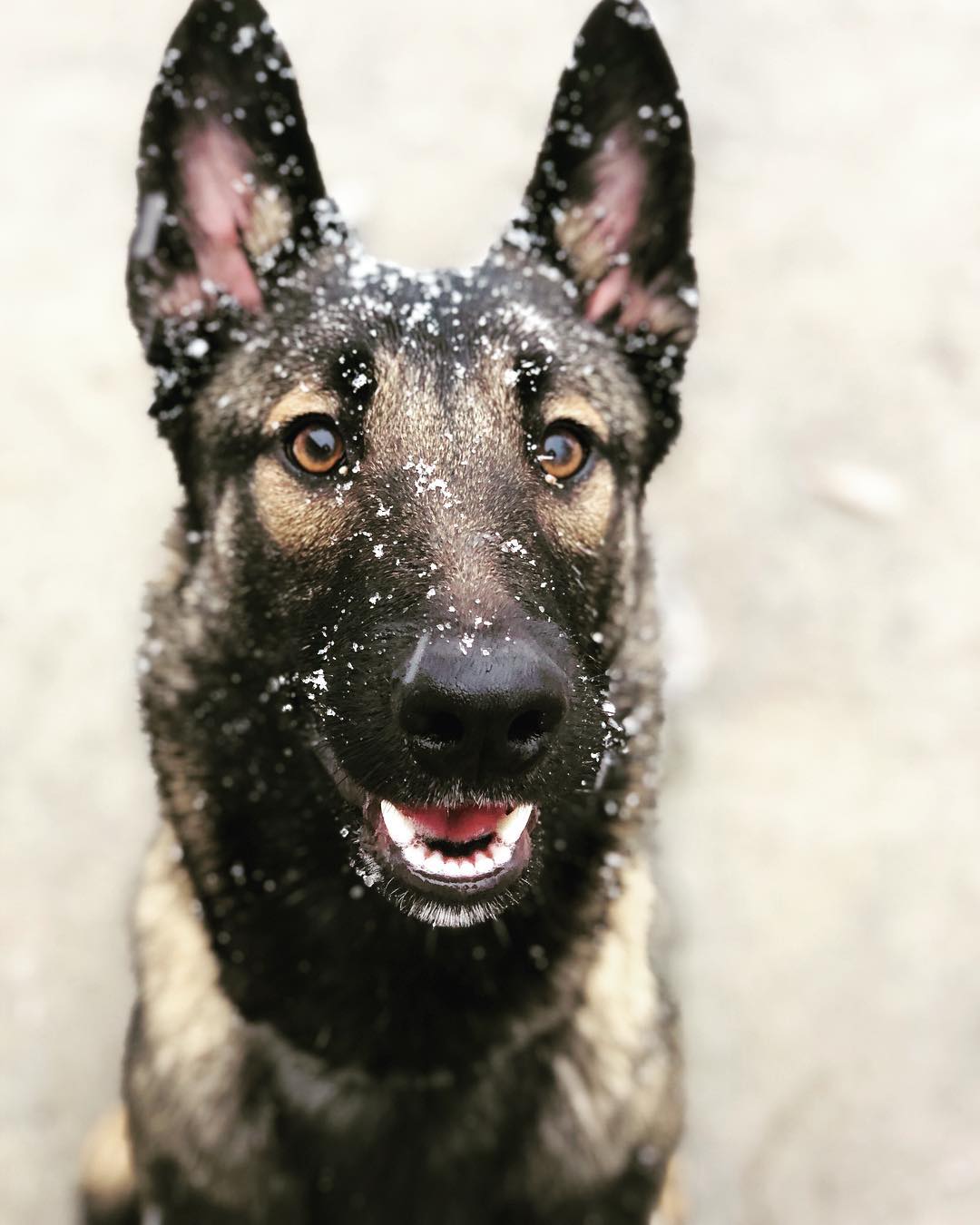 A picture of Athena Marie, a 6 years 4 months old Other dog.