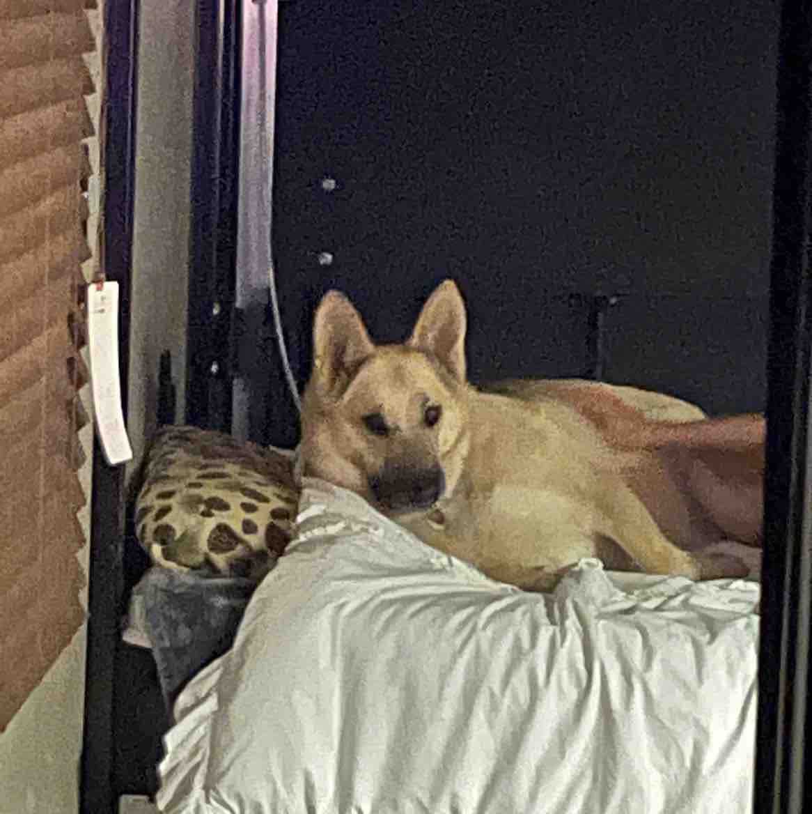 A picture of Grace, a 9 years 6 months old Other dog.