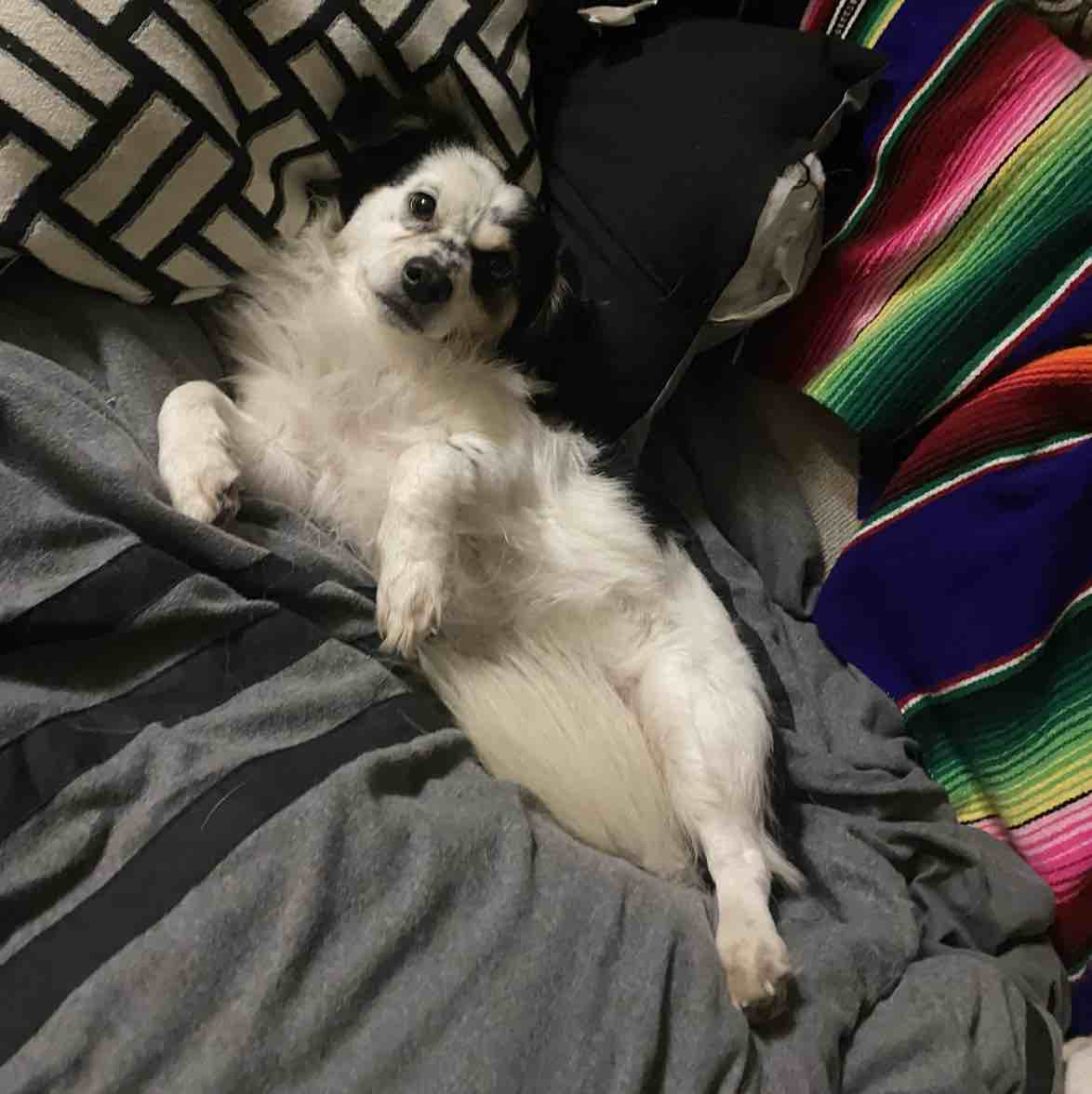 A picture of Baki, a 4 years 10 months old Other Mix dog.