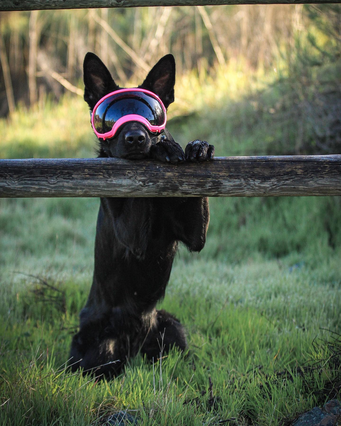 A picture of Pirra, a 3 years 9 months old Other dog.