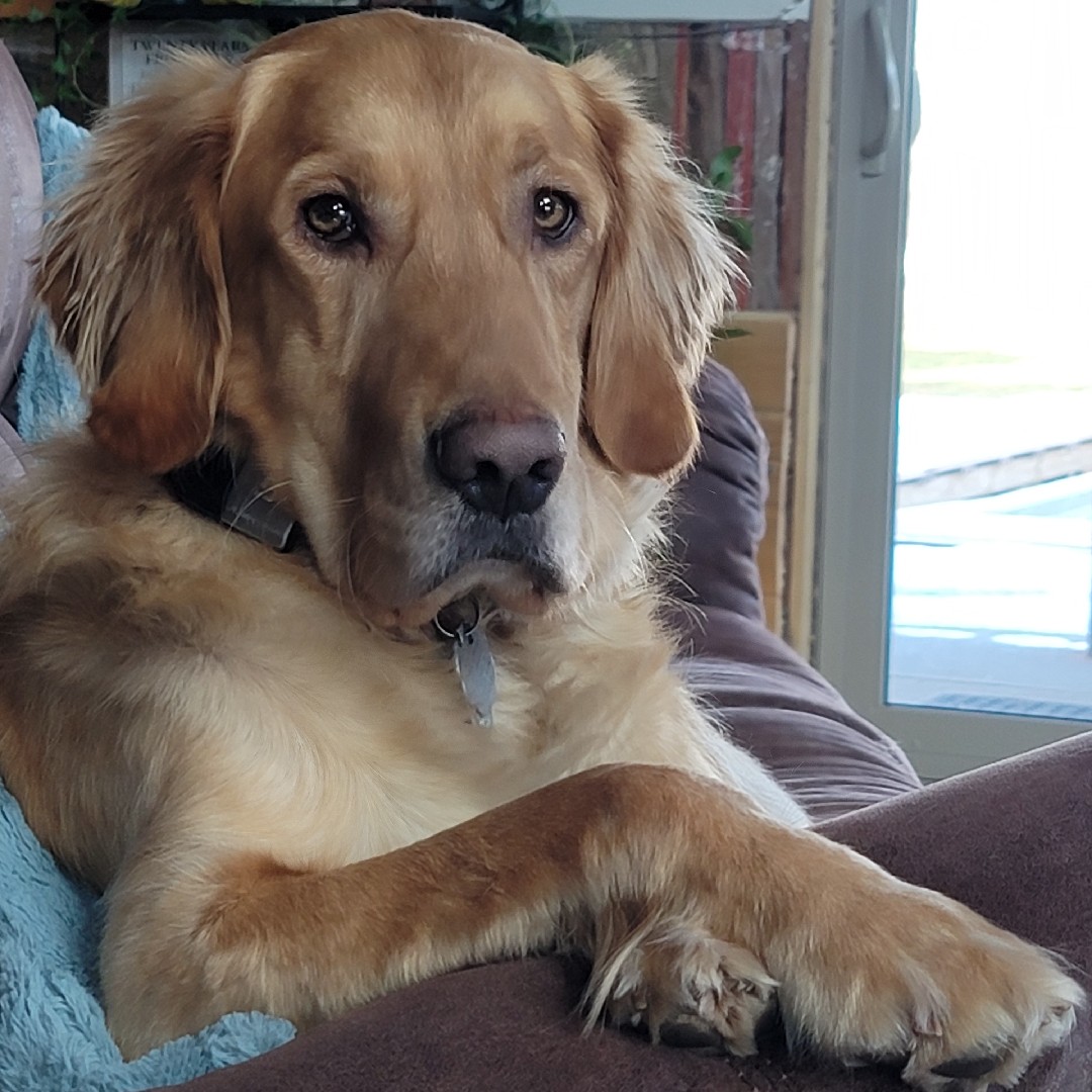 A picture of Oakley, a 7 years old Other dog.