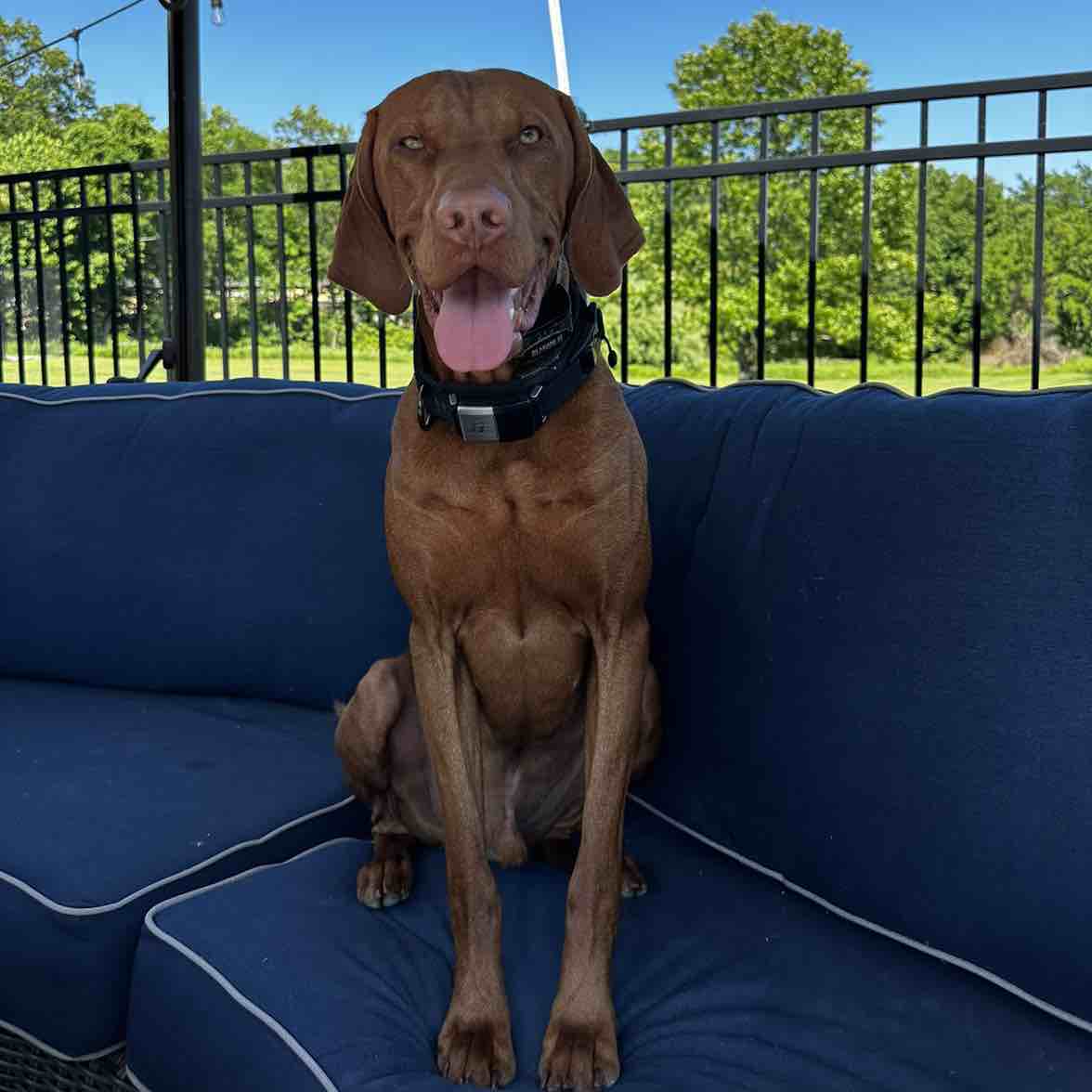 A picture of Koho, a 3 years 6 months old Other dog.