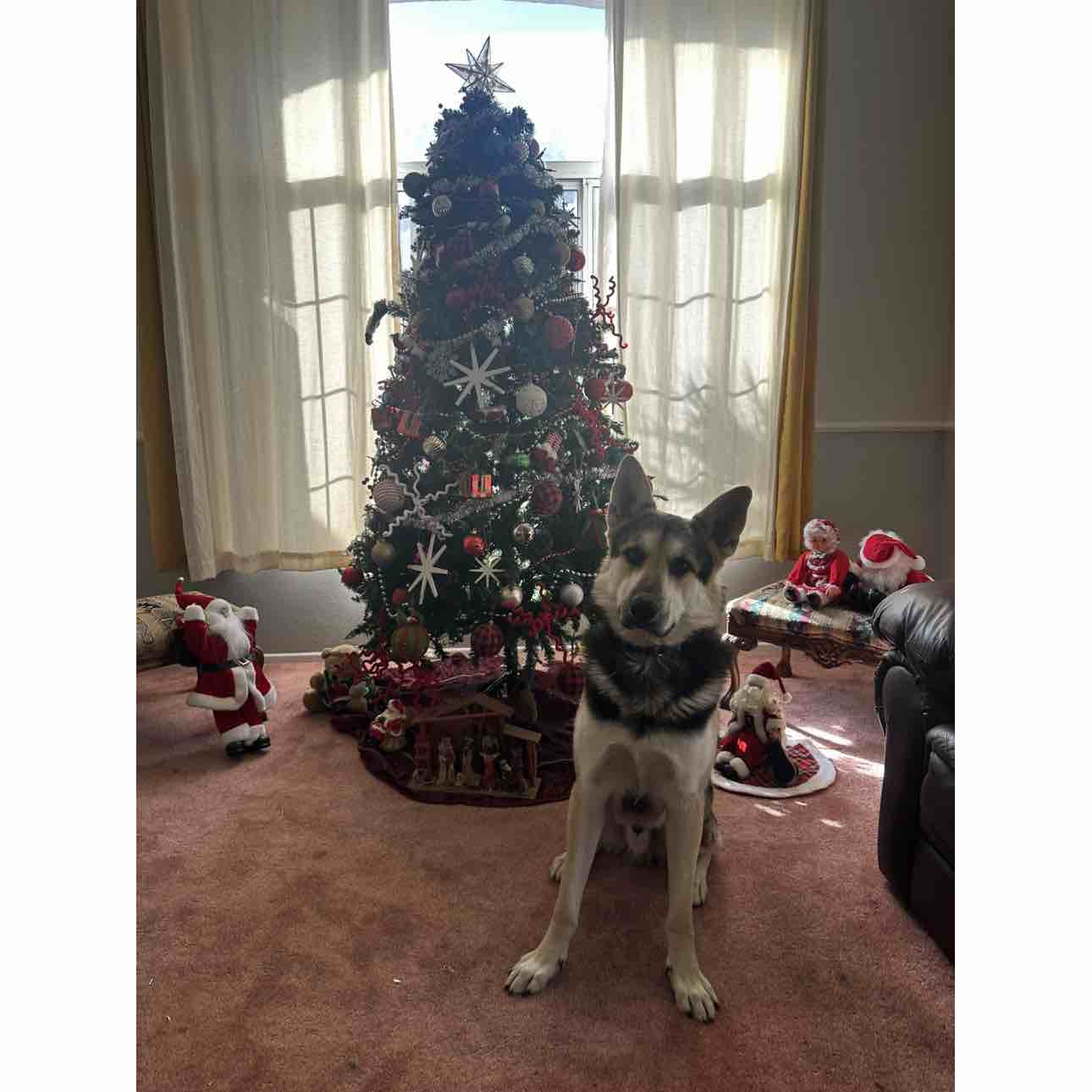 A picture of Conan, a 3 years 6 months old Other dog.