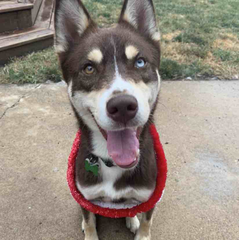 A picture of Loki, a 5 years 7 months old Other Mix dog.