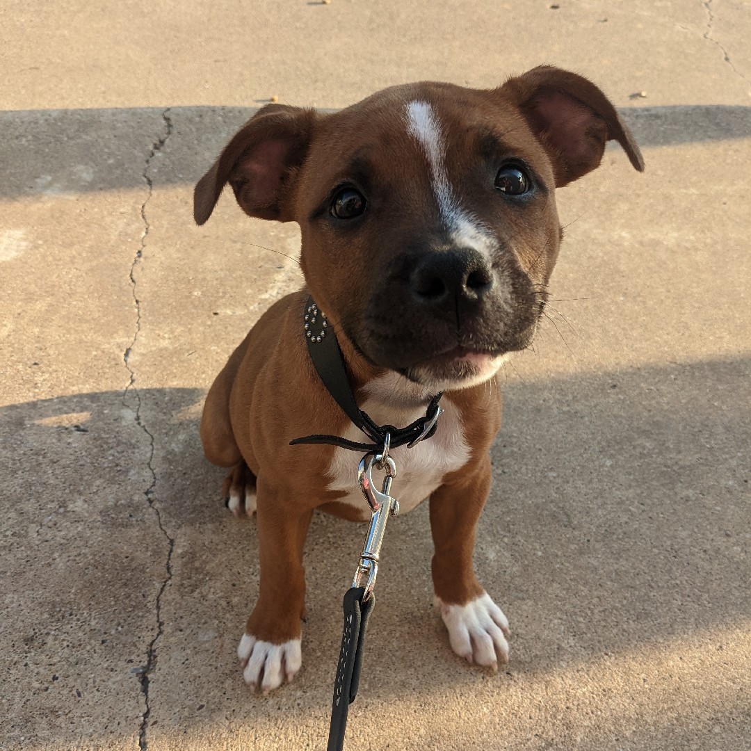 A picture of Voodoo, a 3 years 7 months old Other dog.