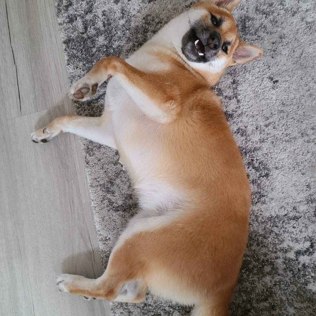 A picture of Layla, a 4 years 10 months old Other dog.