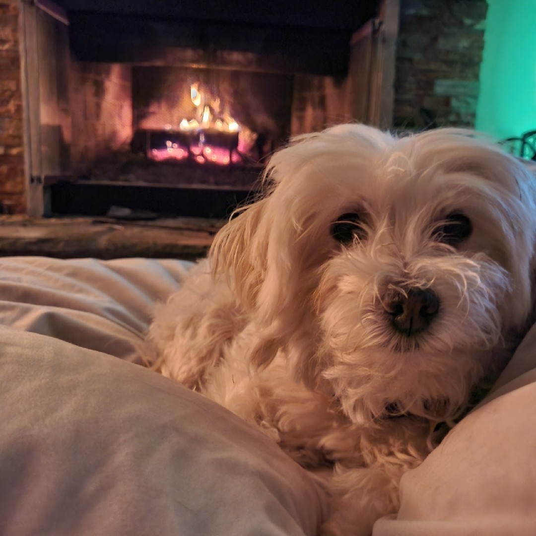 A picture of Coconut, a 9 years 1 month old Other dog.