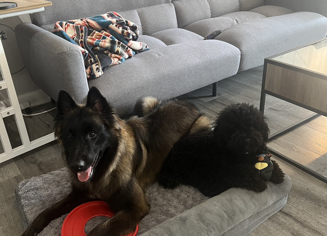A picture of Fenrir, a 1 year 2 months old Other dog.