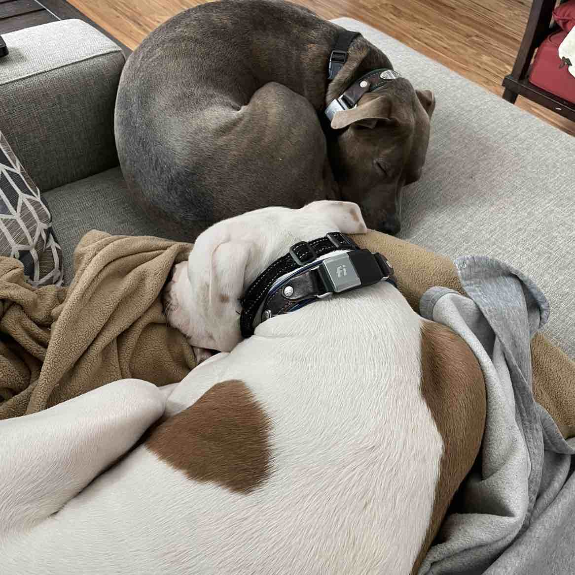 A picture of Stella, a 10 years 11 months old American Pit Bull Terrier Mix dog.