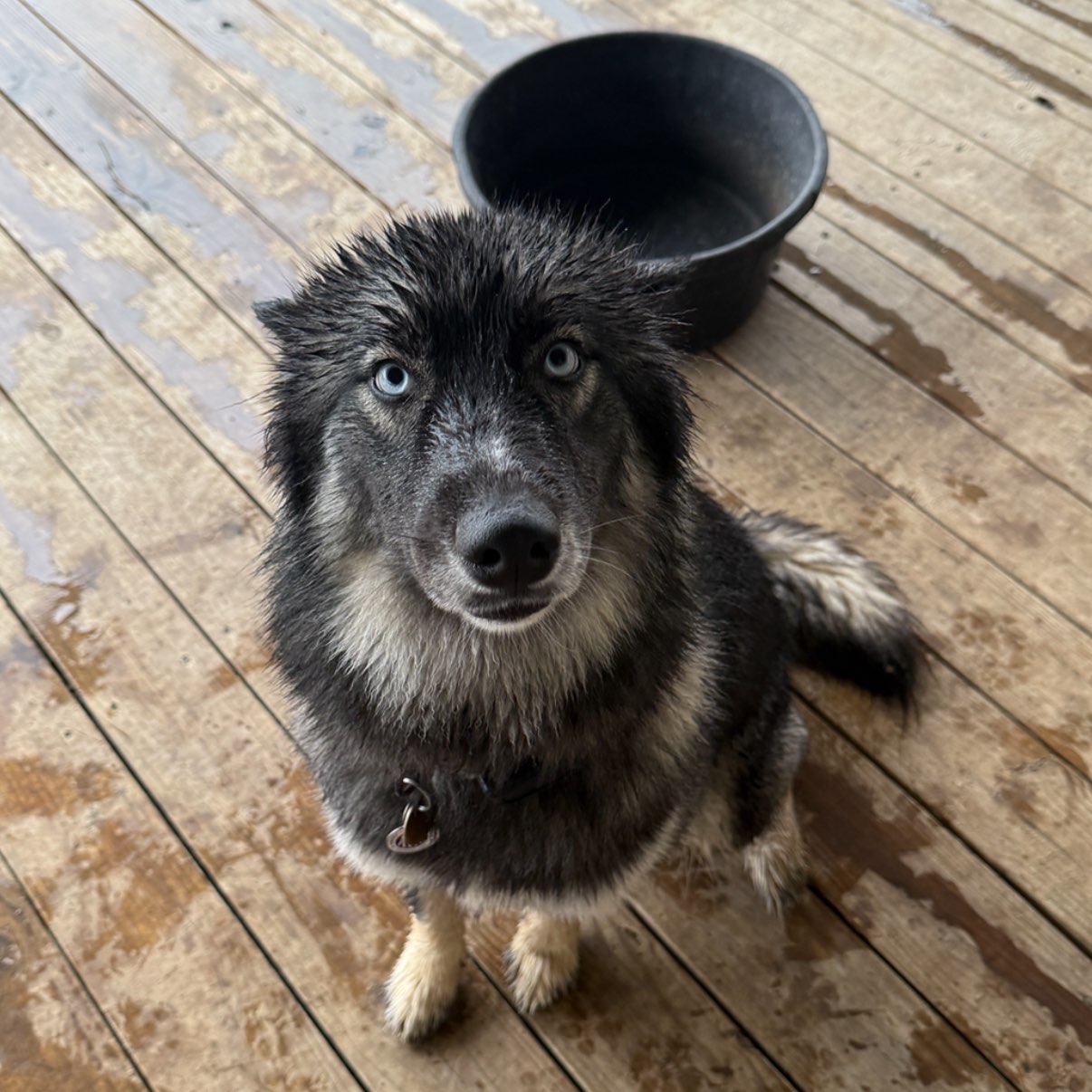 A picture of Rhea, a 1 year 10 months old Other dog.