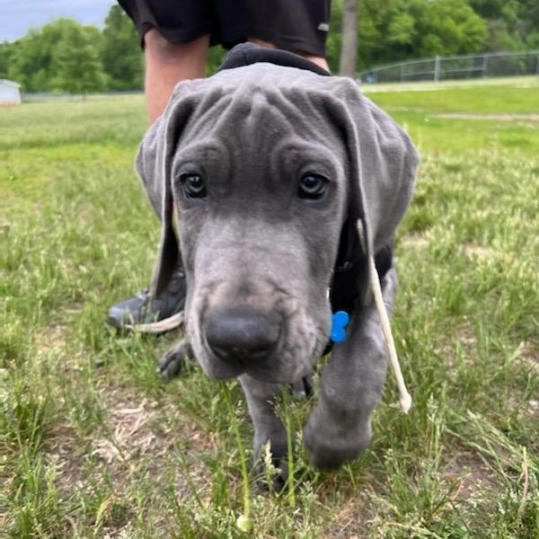 A picture of Sly, a 3 years 4 months old Other dog.