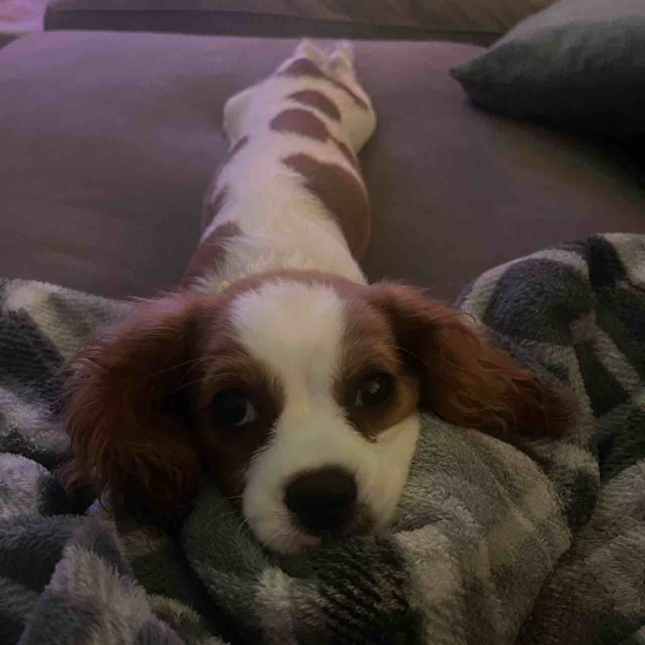 A picture of Edit Rutter Blasdell, a 2 years 11 months old Other dog.