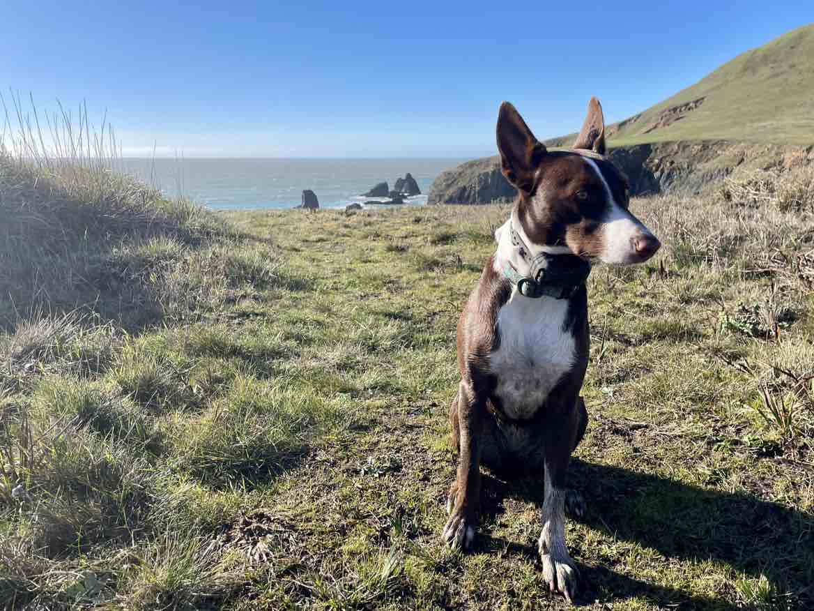 A picture of Freya, a 2 years 9 months old Other dog.