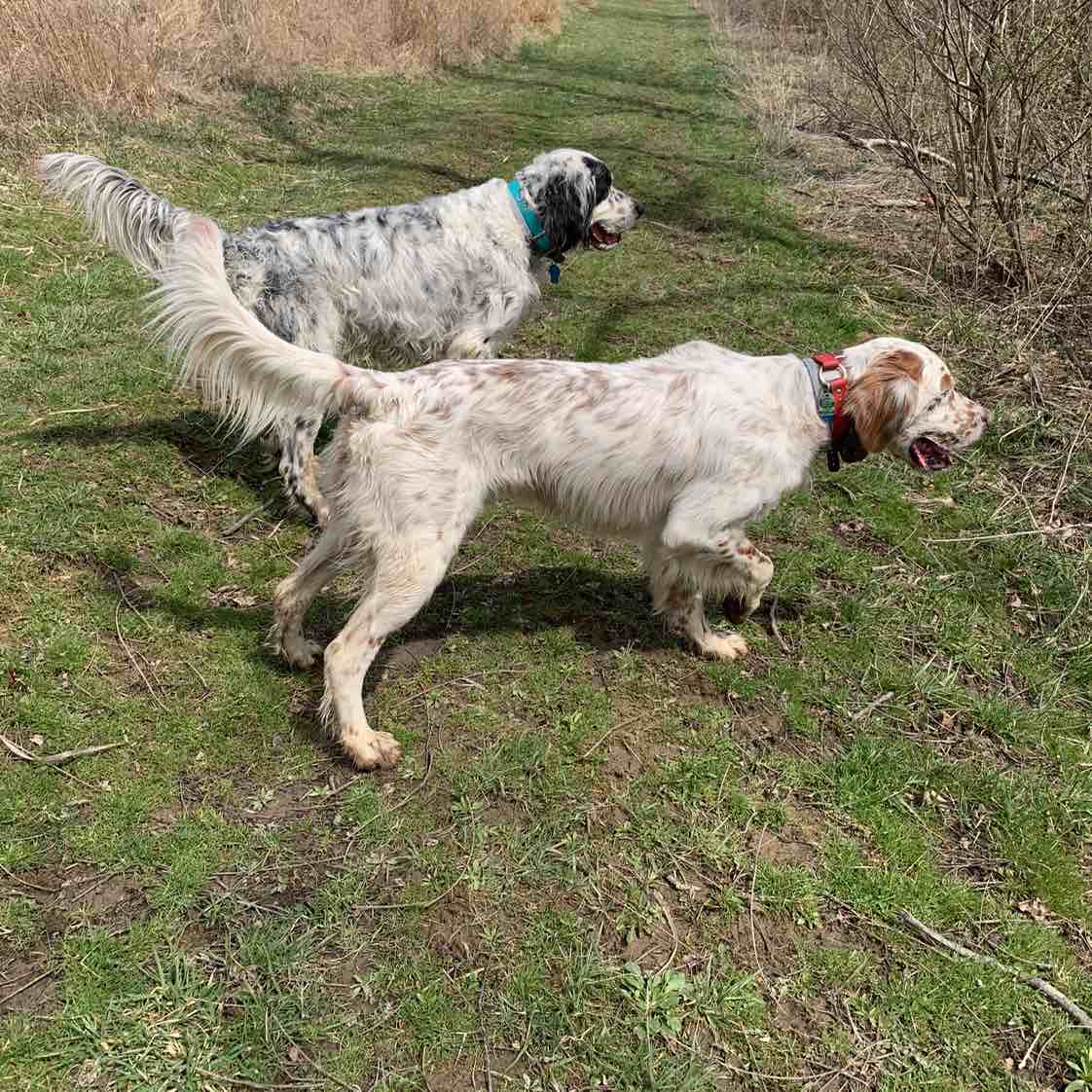 A picture of Remington, a 7 years 5 months old Other dog.