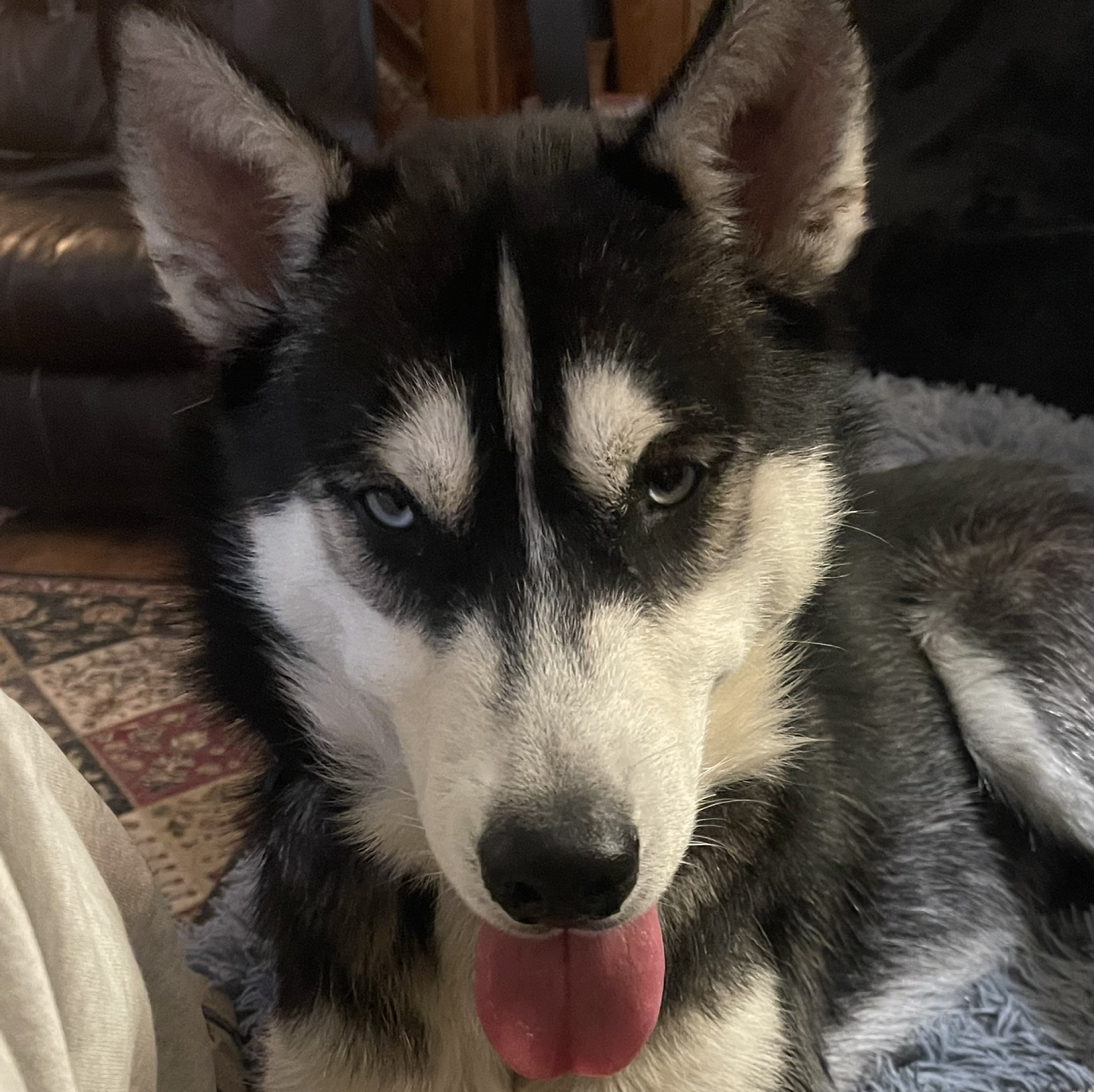 A picture of Apollo, a 1 year 2 months old Other Mix dog.