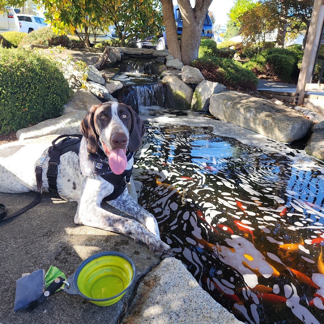 A picture of Odin, a 2 years 3 months old Other dog.