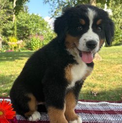 A picture of Luna, a 2 months old Other dog.