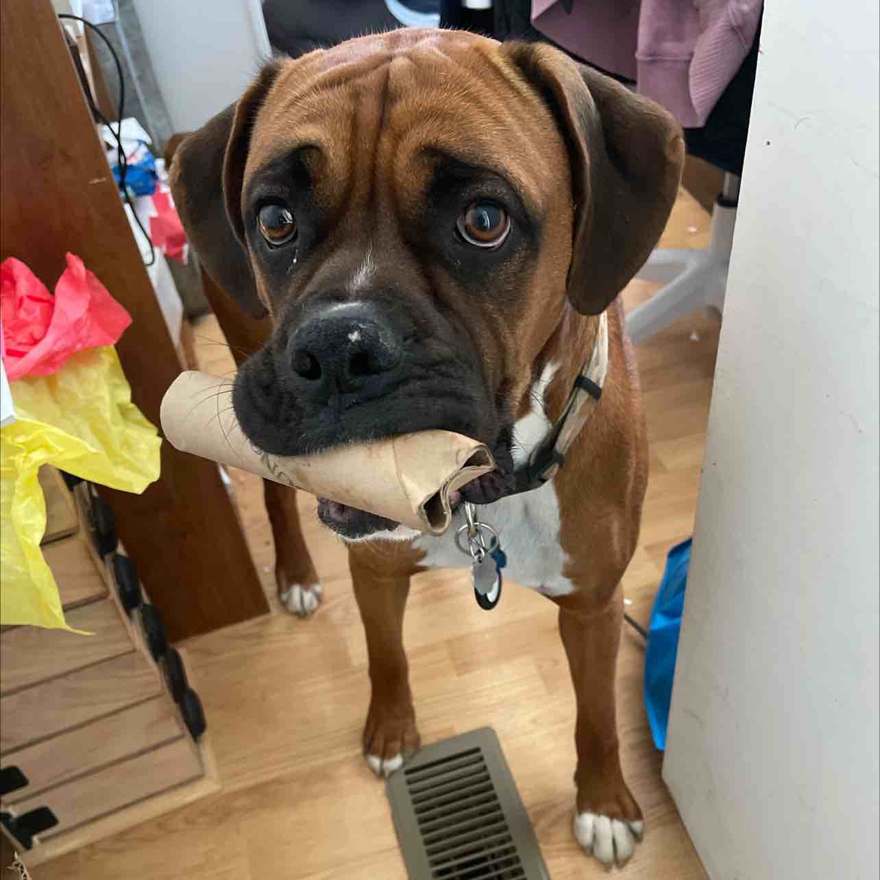 Buck | Fi Smart Dog Collar