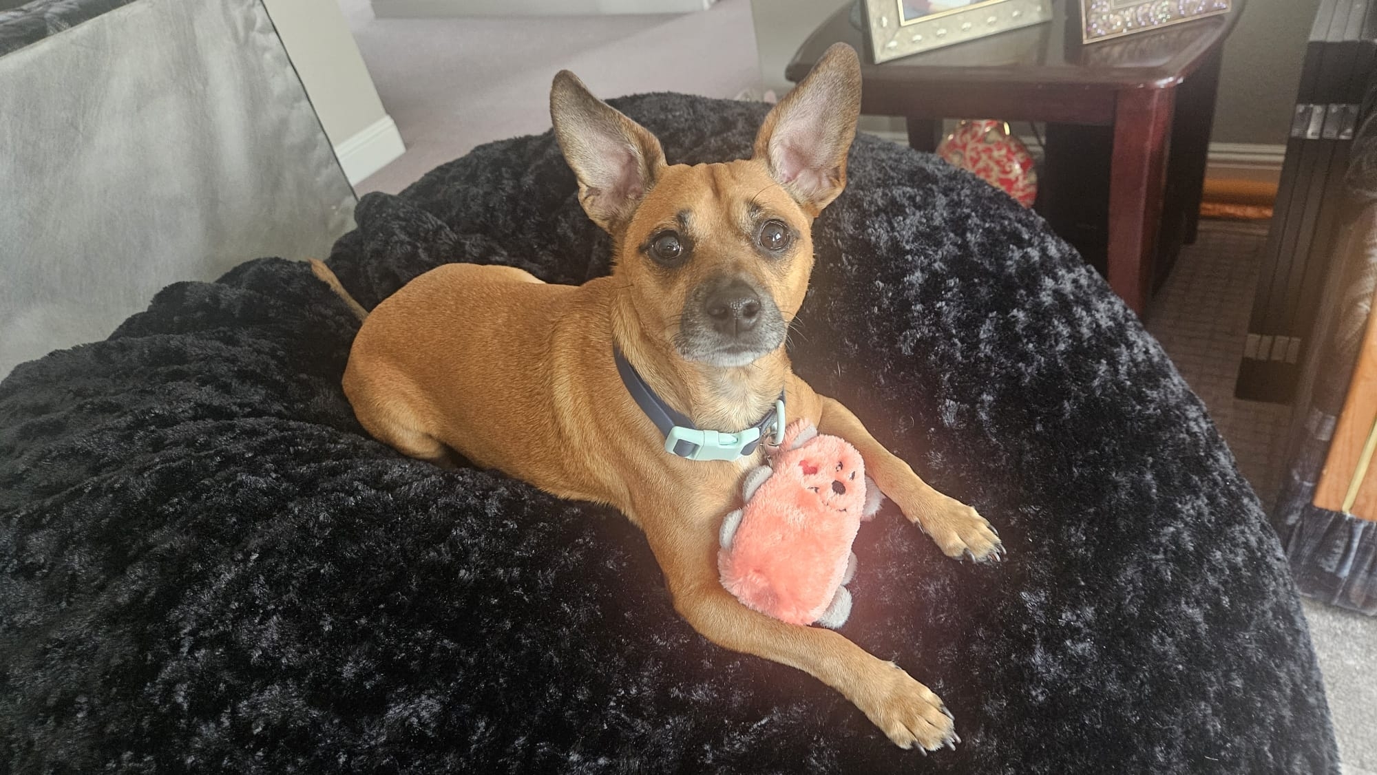 A picture of Jingle Sharma, a 6 years 3 months old Other Mix dog.